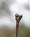Syringa-vulgaris-buds.JPG