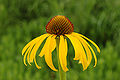 Yellow Coneflower Echinacea paradoxa Horizontal 3008px.jpg
