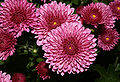 Chrysanthemum (0883)-Relic38.jpg