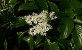 Cornus-controversa-flowers.JPG