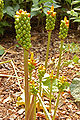Cuckoo Pint Arum italicum Fruit 2000px.jpg