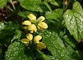 Lamiastrum-galeobdolon-flowers.JPG