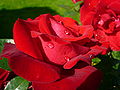 Rose rouge.JPG