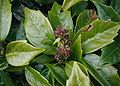 Aucuba-japonica-flowers.JPG