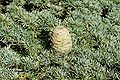 Cedrus libani fruit.jpg