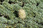 Cedrus libani fruit.jpg