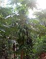 Carica-papaya-total.JPG