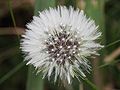 Dandelion clock-2.jpg