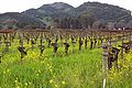 Mustards in the spring, Napa Valley.jpg