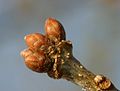 Quercus-robur-buds.JPG