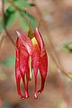 Red Columbine Aquilegia canadensis 'Canyon Vista' Flower 2000px.jpg