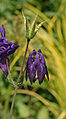 Aquilegia 'Blue Butterflies' Unopened Flower 1670px.jpg