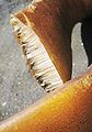 Dried bull kelp (Durvillaea antarctica) with cross-section showing honeycomb structure IMG 102 1239.JPG