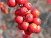 American Winterberry Ilex verticillata 'Winter Red' Berries 3264px.jpg