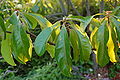 Franklin Tree Franklinia alatamaha Leaves 3008px.JPG