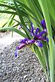 Iris graminea uskolisna perunika 0509.jpg