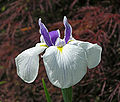 Unidentified Iris Chanticleer White Purple 2754px.jpg