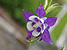 Aquilegia 'Blue Butterflies' Flower 2671px.jpg