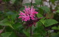 Monarda-didyma-flowers.jpg