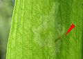 Cheilosia fasciata fg01.jpg