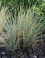 Helictotrichon-sempervirens-habit.JPG