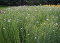 Linum-ground-cover.JPG