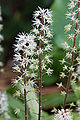 Foam Flower Tiarella cordifolia 'Oak Leaf' Flowers 2000px.jpg