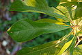 Franklin Tree Franklinia alatamaha Leaf Closeup 3008px.JPG