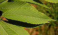 Hornbeam Maple Acer carpinifolium Leaf 3000px.jpg