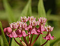 Swamp Milkweed Asclepias incarnata Flowers Side 2635px.jpg