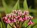 Swamp Milkweed Asclepias incarnata Flowers Side 2635px.jpg