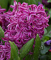 Garden Hyacinth Hyacinthus orientalis 'Purple Voice' Flower 1644px.JPG