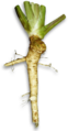 Horseradish.png