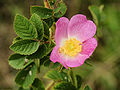 Rosa canina (flower).jpg