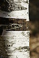 Birkenrinde Betula 1.JPG