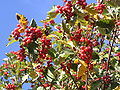 Sorbus mougeotii fruits.jpg