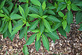 Farges Clethra Clethra fargesii Foliage 3008px.jpg