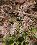 Foamflower Tiarella 'Cygnet' Flowers 1797px.jpg