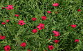 Linum-grandiflorum-total.jpg