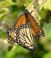 Monarch Butterfly Danaus plexippus Mating 2150px.jpg