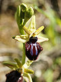 Ophrys incubacea (flower).jpg