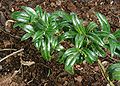 Sarcococca-humilis.JPG