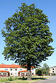 Alnus glutinosa Ząbki.JPG