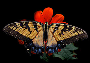 Eastern Tiger Swallowtail Papilio glaucus Female 2838px.jpg