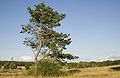 Hainberg 20080707 0054.jpg
