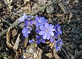 Hepatica-nobilis-flowering.JPG