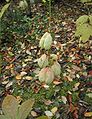 Staphylea-pinnata-fruits.JPG