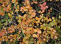 Betula-nana-autumn.JPG
