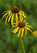 Yellow Coneflower Echinacea paradoxa Twisted Pair 2000px.jpg