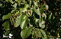 Alnus-cordata-leaves.JPG